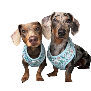 mindiam pets contact us