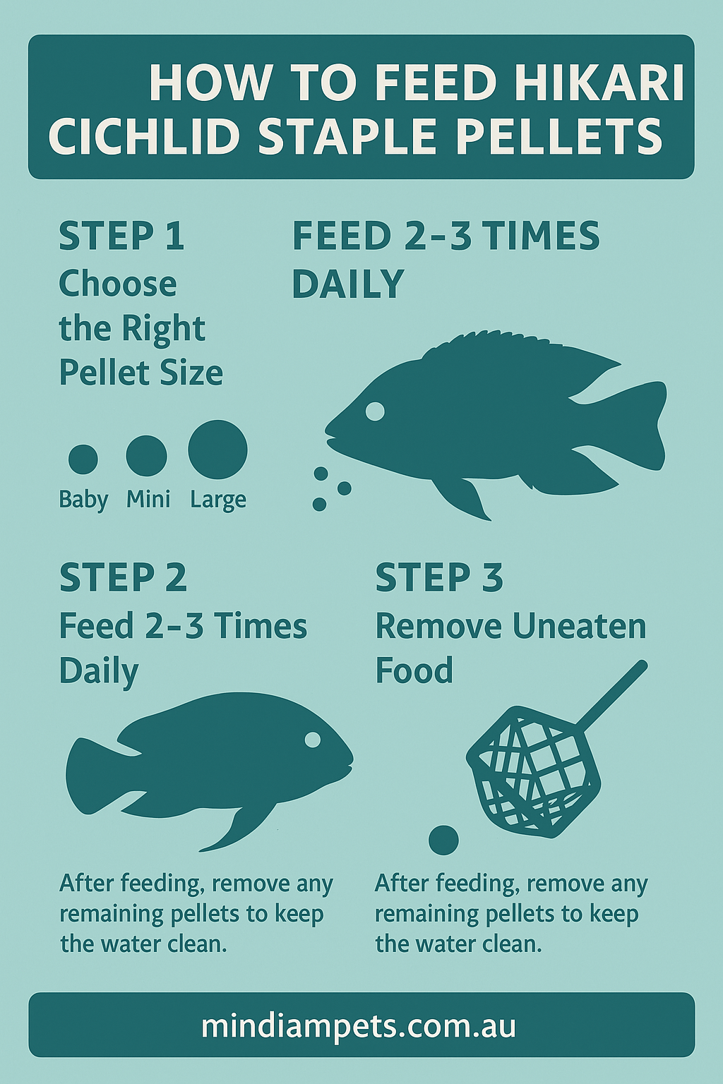 Step-by-step infographic on how to feed Hikari Cichlid Staple pellets to cichlids