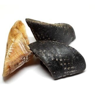 Beef Hoofs are 100% natural, long-lasting chews that satisfy your dog’s chewing instinct and support dental health.