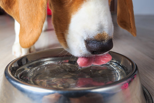 dog-water-intake-calculator-australia