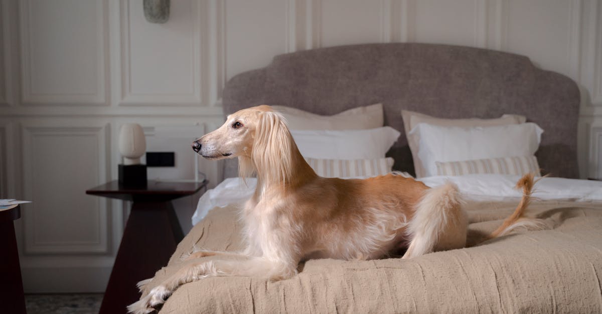 Key takeaways and highlights for modern luxury dog beds
