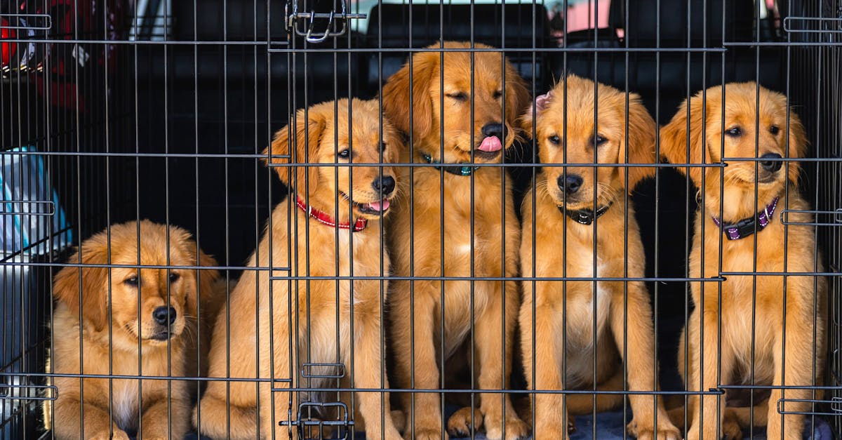 Frequently asked questions about pet shops gold coast puppies for sale answered by experts