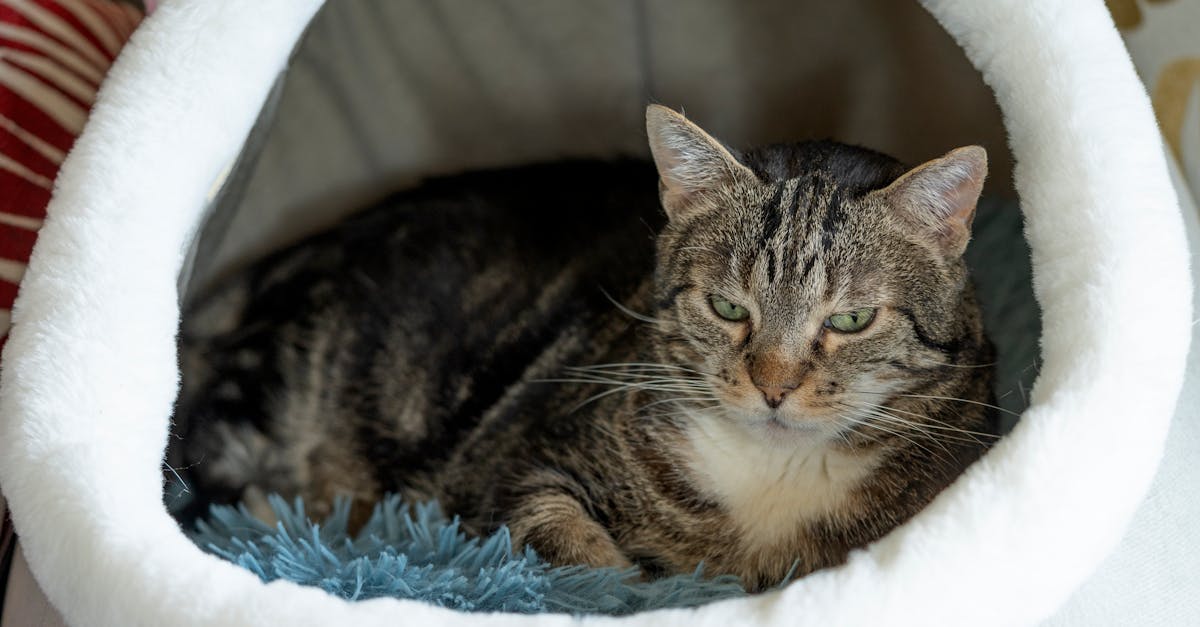 Guide to choosing the best how to choose a calming pet bed for your needs