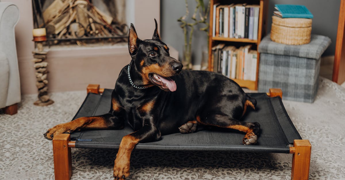 Modern Luxury Dog Beds — featured guide image